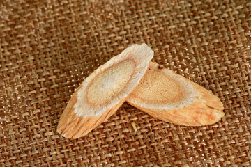 Chinese herbal medicine astragalus membranaceus on a white backg