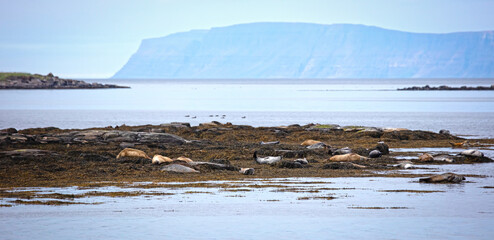 Adult seal in Iceland, relaxing on a rock