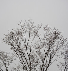 日没直後の曇り空と樹々の風景。シルエット。