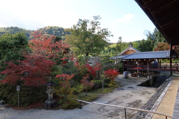  Autumn leaves in the the precincts of Koumyou-ji Temple in Nagaokakyou City in Kyoto prefecture in Japan 日本の京都府長岡京市にある光明寺境内の紅葉