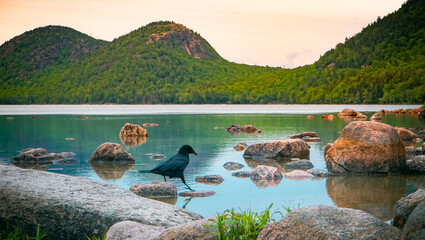 Black crow on the coast of the river on the background of mountain forests in Arcadia National Park