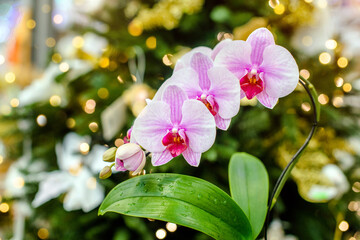 The branch of purple orchids on the background of a Christmas tree