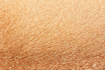 Full frame brown fur textures and textures for design,horse,cow hair.