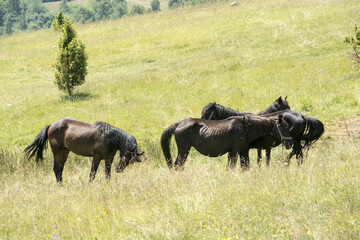 Equus ferus caballus (Horse)