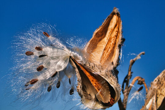 Closeup of common milkweed seeds on a raptured seedpod against a clear blue sky - Powered by Adobe