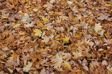 Autumn Golden dry fallen yellow maple leaves on the ground at october background texture