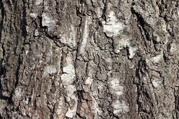 Old cracked bark on the birch tree trunk - natural background texture