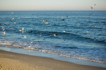Fototapeta na wymiar Flock of white seagulls over the sea. Seabirds fly in the air.