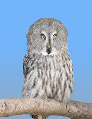 great grey owl on a branch, blue background