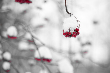 Red mountain ash in the frost in winter on a monochromatic background. Art concept