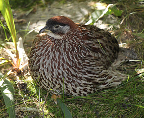 erckel's francolin spurfowl sitting on its nest