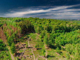 Naklejka premium autumn forest