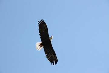 Bald Eagle In Flight