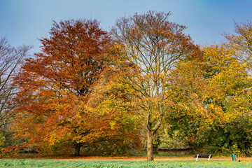 Trees in autumn colours in Hertenkamp Delft