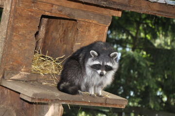 curious raccoon - close up