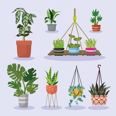 eight hanger plants