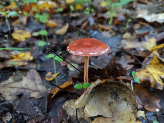 Mushrooms in the undergrowth