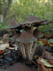 Mushrooms in the undergrowth