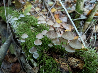 Mushrooms in the undergrowth