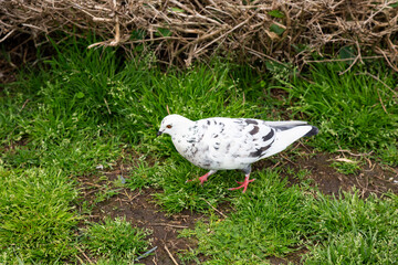 Beautiful white Fantail Pigeons Columba livia domestica pigeons resting in the grass