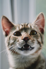Tabby cat with open mouth looks at camera. Close-up of funny pussycat. Pet sits at window. Awesome domestic animals.