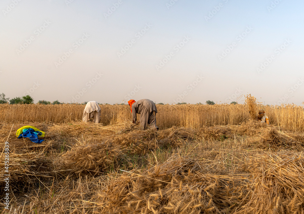 Wall mural wheat crop in wheat fields during harvest season , crops of punjab