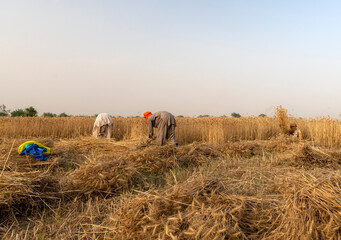 wheat crop in wheat fields during harvest season , crops of Punjab 