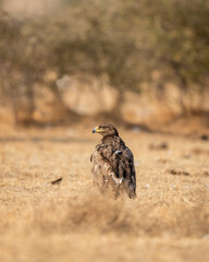 Steppe eagle or Aquila nipalensis portrait or closeup on ground in an open field during winter migration at jorbeer conservation reserve bikaner rajasthan India