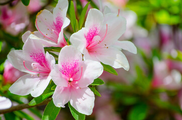 Beautiful white pink Azalea Flowers in a spring season at a botanical garden.