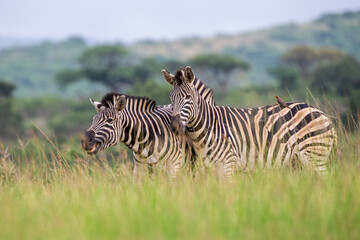 Fototapeta na wymiar Burchell's Zebra heard in the green plains of Hluhluwe-umfolozi National Park South Africa
