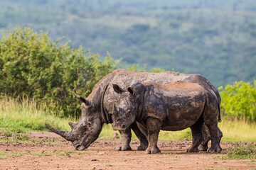 Fototapeta premium Southern White Rhino mother and calf resting near a waterhole in Hluhluwe, South Africa