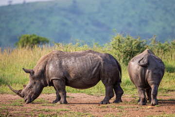 Fototapeta premium Southern White Rhino mother and calf resting near a waterhole in Hluhluwe, South Africa