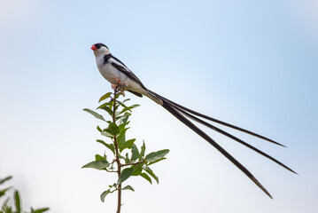 Pin-tailed whydah Perching on a thorny branch in Hluhluwe, South Africa