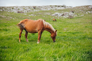 a herd of horses graze in a field of green grass