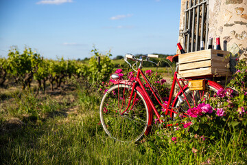 Vieux v&eacute;lo rouge dans les vigne en Anjou, vignoble en France.