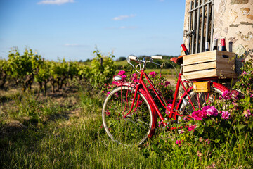 Fototapeta na wymiar Vieux vélo rouge dans les vigne en Anjou, vignoble en France.