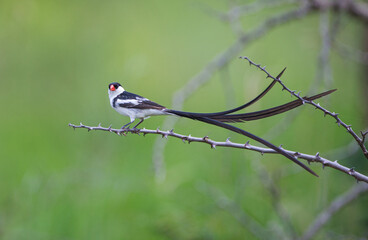 Pin-tailed whydah Perching on a thorny branch in Hluhluwe, South Africa