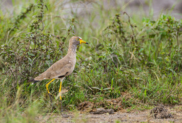 Africa Wattled Lapwing on the ground near its nest in Hluhluwe, South Africa