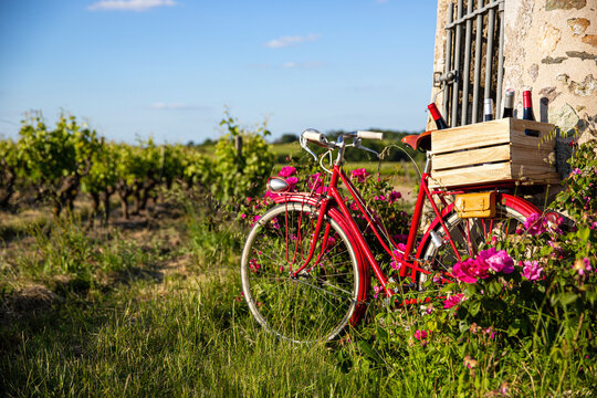 Vieux vélo rouge dans les vigne en Anjou, vignoble en France.