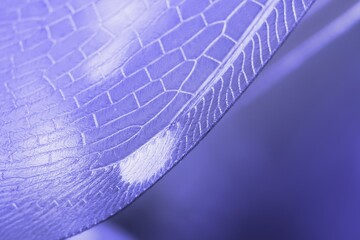  Veri Peri  - Color of the year 2022 - Trendy concept . Macro detail of insect wing inspired by color 17-3938