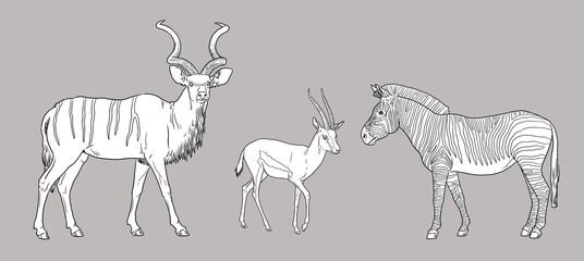 Greater kudu, zebra and Thomson's gazelle illustration. African ruminants for coloring book.	