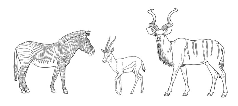 Greater kudu, zebra and Thomson's gazelle illustration. African ruminants for coloring book.