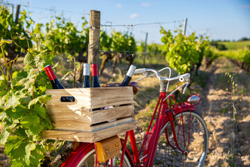 Obraz na płótnie Canvas Vieux vélo rouge au milieu des vignes et bouteille de vin dans une caisse en bois.