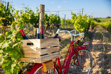 Vieux vélo rouge au milieu des vignes et bouteille de vin dans une caisse en bois.
