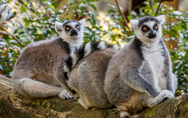 portrait of lemur