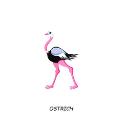 Ostrich, African animal. Vector illustration isolated on white background.