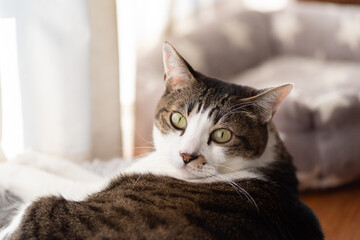 見つめる猫　キジトラ猫