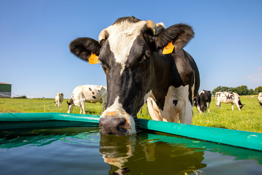 Vache laiti&egrave;re &agrave; l'abreuvoir dans la campagne.
