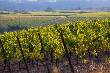 Fototapeta na wymiar Paysage viticole, vigne en Anjou avant les vendanges d'automne.