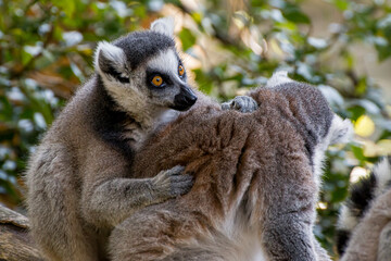 Lemurs hugging each other